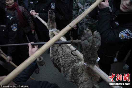 　　3月19日，山東滕州市公安局接到群眾報警，柴胡店鎮(zhèn)一男孩在上學(xué)的路上被一疑似狼的灰色動物咬傷脖子、耳朵及大腿，一婦女被該動物咬死/春暖花開攝 圖片來源：CFP視覺中國