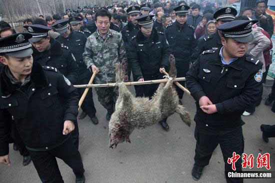 　　3月19日，山東滕州市公安局接到群眾報警，柴胡店鎮(zhèn)一男孩在上學(xué)的路上被一疑似狼的灰色動物咬傷脖子、耳朵及大腿，一婦女被該動物咬死。高翔 謝經(jīng)嶺 攝