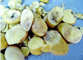 切開的土豆全部黑心沒法吃。