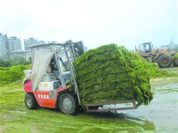 上岸滸苔榨出水分變成餅