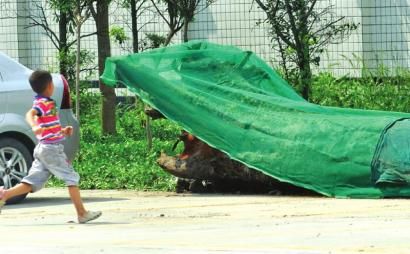 為防止暴曬使烏木表面龜裂，在上面覆蓋了一層綠色網(wǎng)狀薄膜。