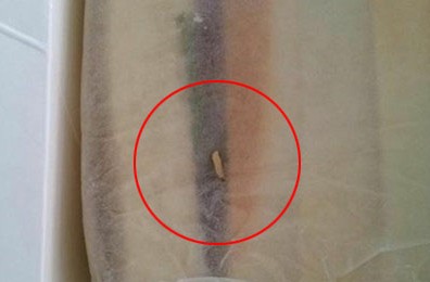 丹香三明治吃出活蛆蟲 店家解釋稱是小蟲子