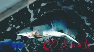 水產(chǎn)專家雷語:拒吃魚翅才是極大浪費(fèi)