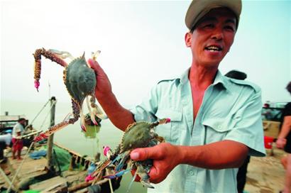 青島全面開(kāi)捕蝦蟹