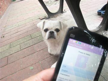 狗語(yǔ)翻譯器網(wǎng)上熱銷(xiāo) 