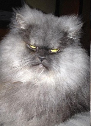 美國憤怒貓長相似暴君走紅網(wǎng)絡