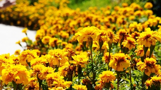 世園會內(nèi)景曝光:繁花似錦 鳥鳴婉轉(zhuǎn)