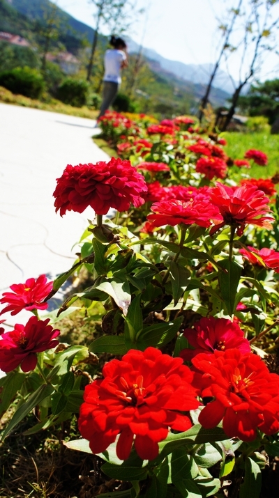 世園會內景曝光:繁花似錦 鳥鳴婉轉