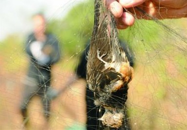 百只小鳥(niǎo)慘死絕戶網(wǎng) 網(wǎng)眼僅小指粗蜜蜂逃不掉