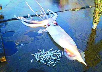 青島現(xiàn)大量巨型南美魷魚(yú) 1只達(dá)10斤僅售6元/斤