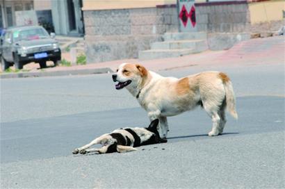 母狗被車(chē)撞死 公狗車(chē)流中久久守護(hù)不離開(kāi)