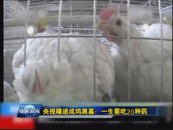 青島組建五督導(dǎo)組嚴(yán)查速成雞 電話舉報(bào)有獎(jiǎng)