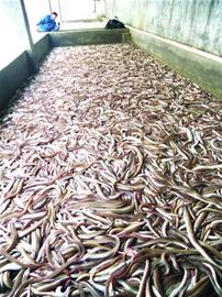 遠(yuǎn)洋船回青島帶回百噸鮮鰻魚