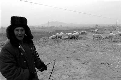 1月14日，大同縣東閣老山村一名段姓村民在放羊。他借錢買了30只羊準備以此致富。