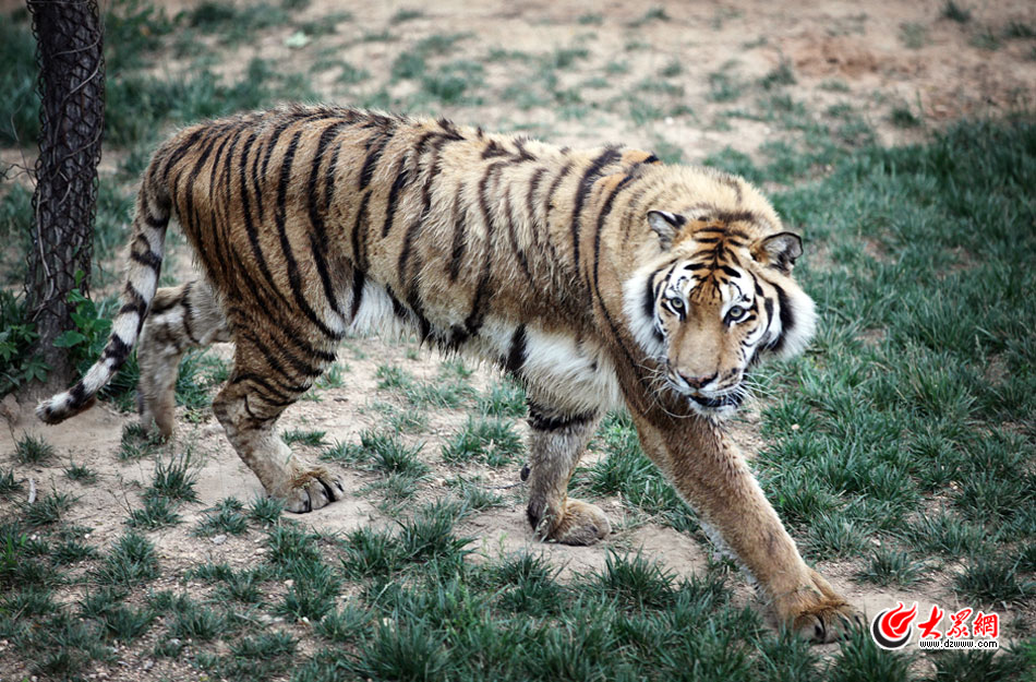 西霞口神雕山野生動物自然保護區(qū)位于威海的榮成市成山鎮(zhèn)西霞口村東北處，臨海兀立，山勢陡峭?？偼顿Y已超過1億元，全區(qū)占地3800畝，是全國最大的、風(fēng)格最獨特的海岸野生動物自然保護區(qū)。